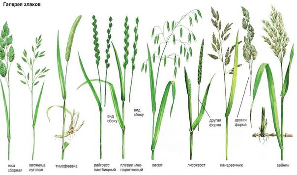 Травы для газона фото и названия и описание