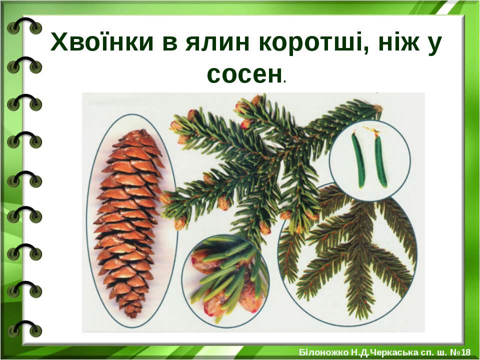 Хвоинки ели рисунок. Ель обыкновенная хвоинки поодиночке парами пучками. Строение только ветки ели .. Внешнее строение ветки ели европейской. Ель обыкновенная хвоинки рисунок поодиночке парами пучками.