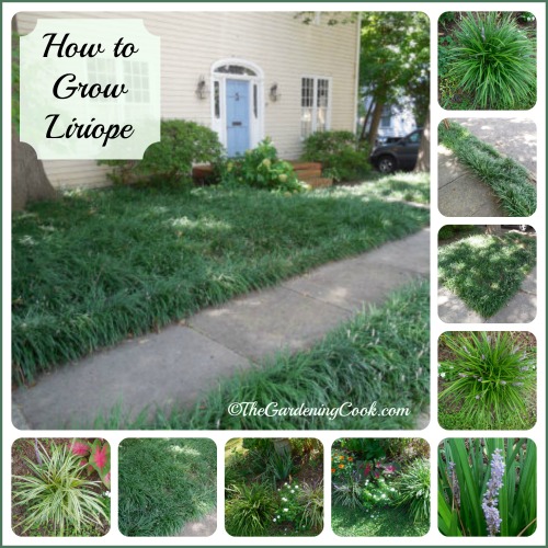 How to grow Liriope - Great ground cover or border plant