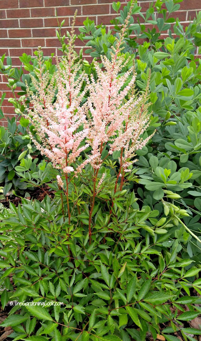 At the top of my list of my favorite hardy perennials is Astilbe, This is a wonderful perennial for shady garden spots