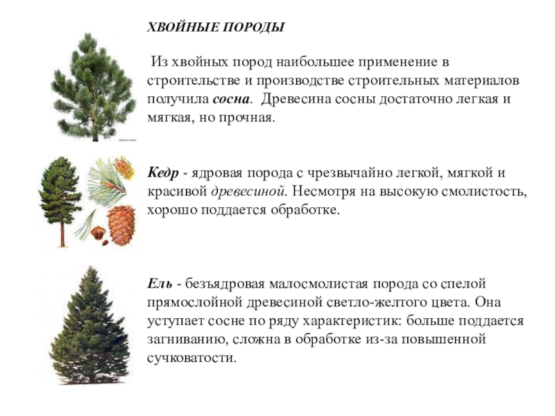 Самой холодостойкой хвойной породой является. Хвойные породы. Хвойные породы древесины. Декоративные хвойные породы деревьев. Хвойные породы в строительстве.