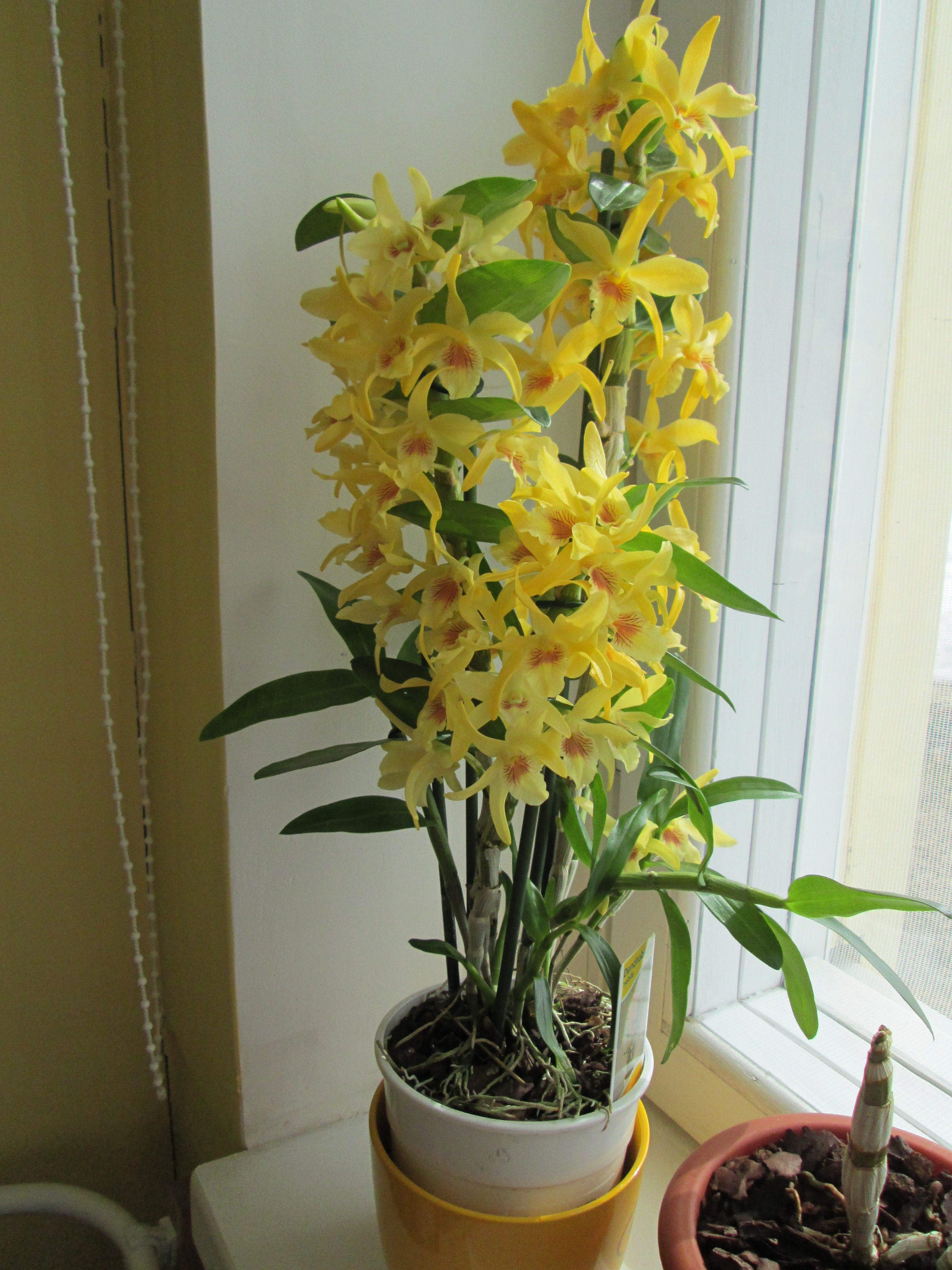 Дендробиум нобиле купить. Орхидея Дендробиум Нобиле. Орхидея Dendrobium Nobile. Фаленопсис Дендробиум Нобиле. Дендробиум Нобиле желтый.