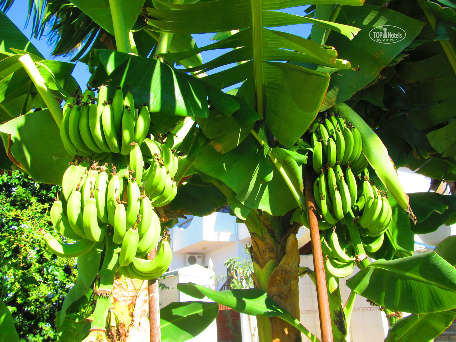Банан это трава фрукт овощ или ягода. Банановая Пальма. Робаста Морис банан. Банановое дерево. Бананы на Пальме.