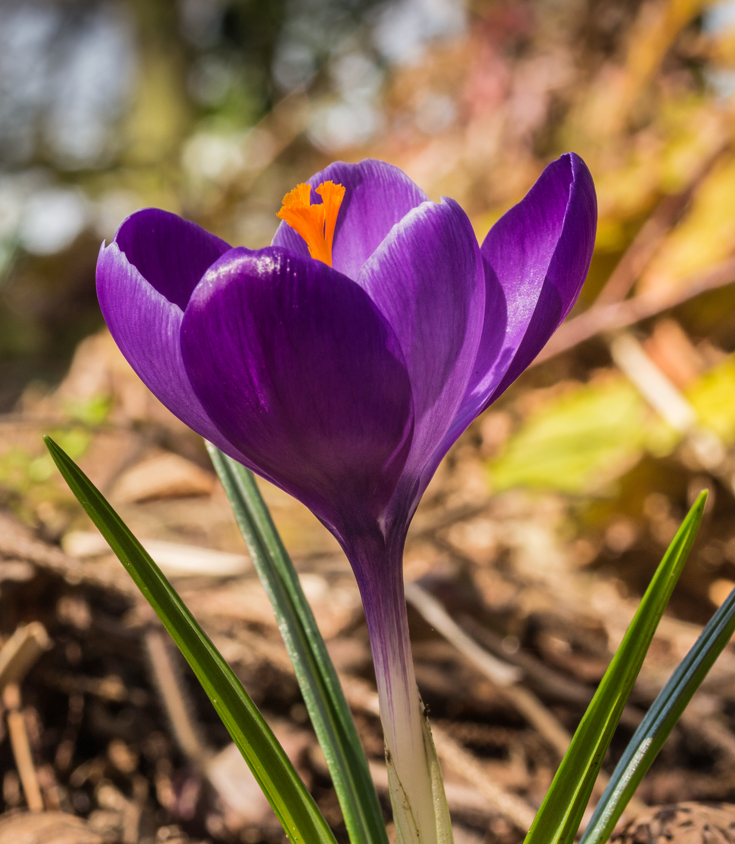 Камера крокуса. Крокус цветок. Crocus aleppicus. Крокус Королевский. Крокус полосатый.