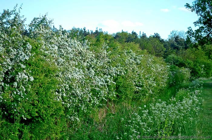 Кустарники оренбургской области фото и названия