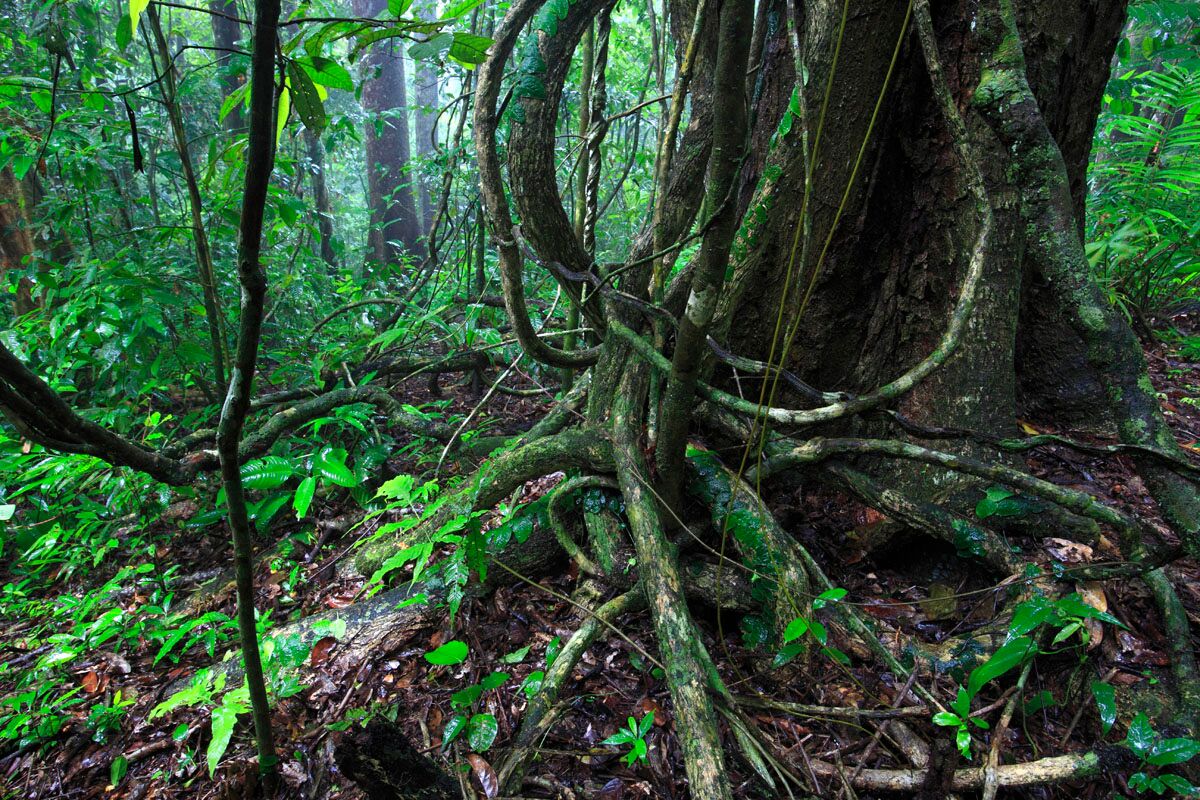 Большое количество лиан. Лиановый леса в Панаме. Тропические лианы. Лианы в джунглях.
