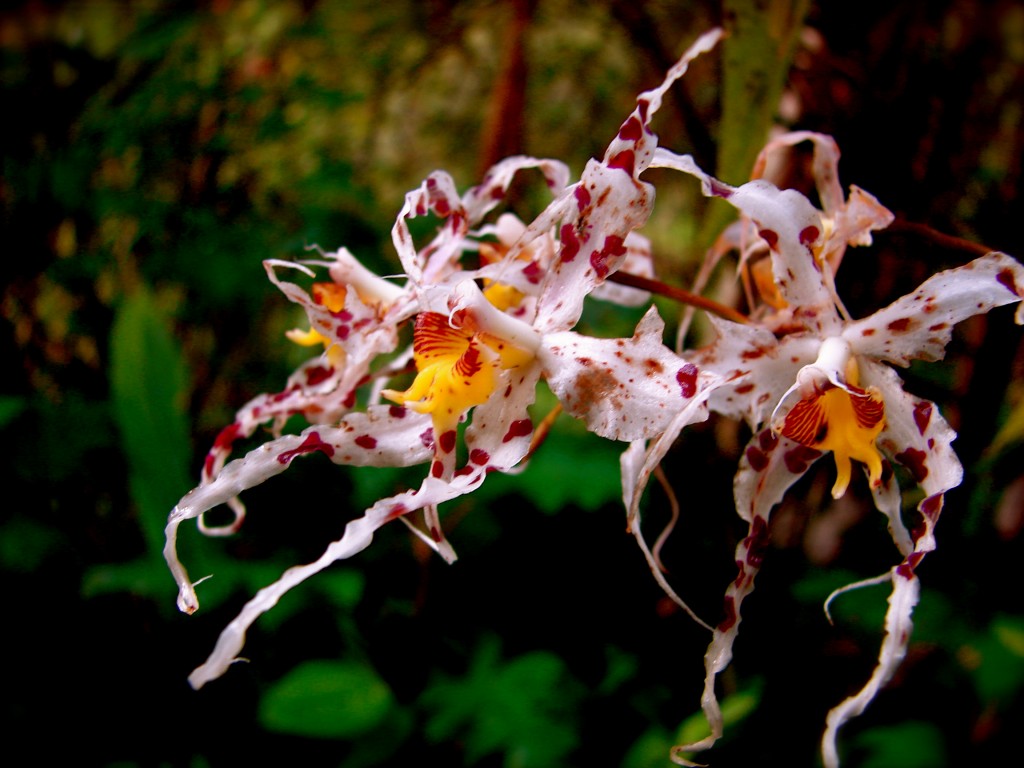 Орхидея осенний ветер фото и описание сорта