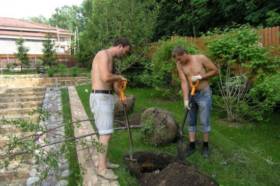 Пересадка дерева унаби на новое место