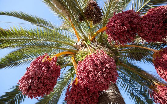 Финиковая пальма с урожаем плодов