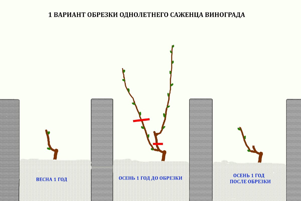 Схема обрезки винограда на второй год - 80 фото