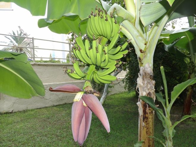 как цветет банановое дерево