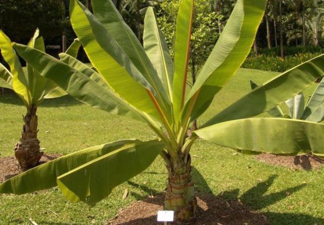 банановое дерево описание