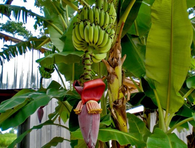 сколько раз банановое дерево дает плоды