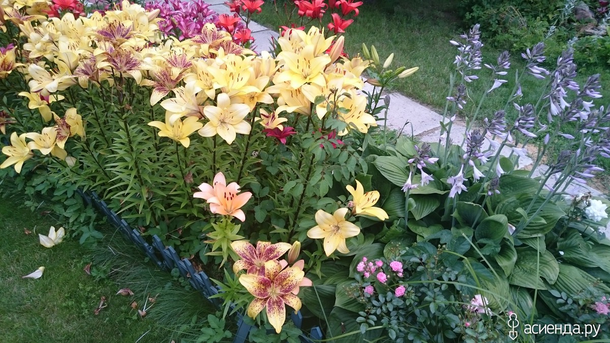 Сочетание лилий с другими цветами на клумбе фото