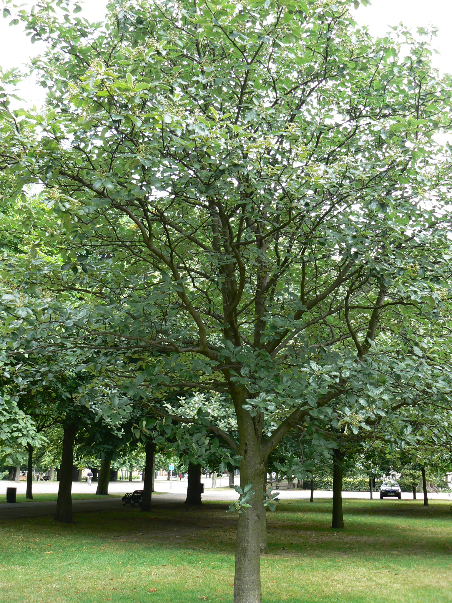 Рябина промежуточная (шведская) (Sorbus Intermedia)