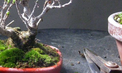 Bonsai courses