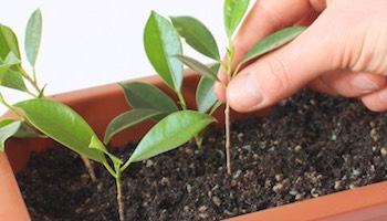 Bonsai courses