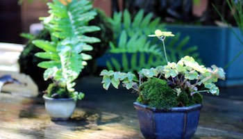 Bonsai courses