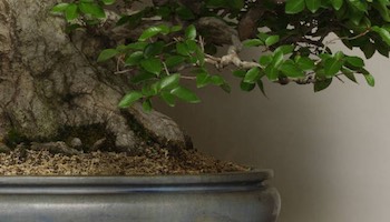 Bonsai courses