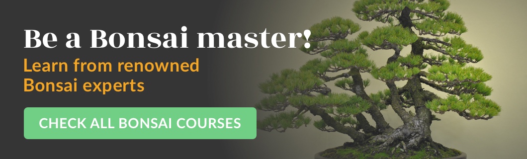 Bonsai courses