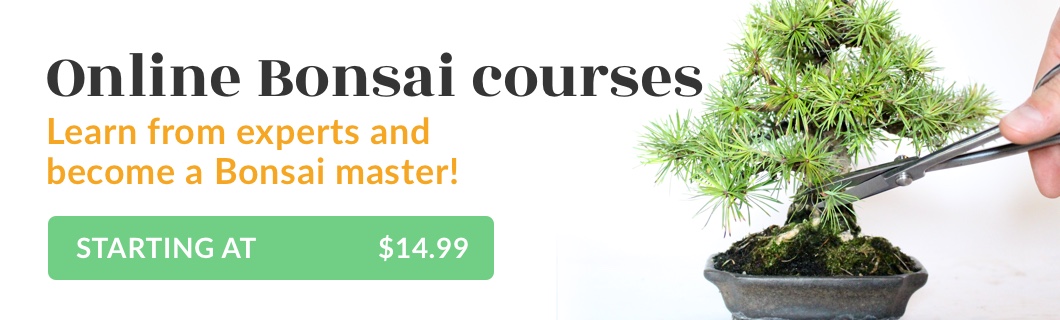 Online Bonsai courses