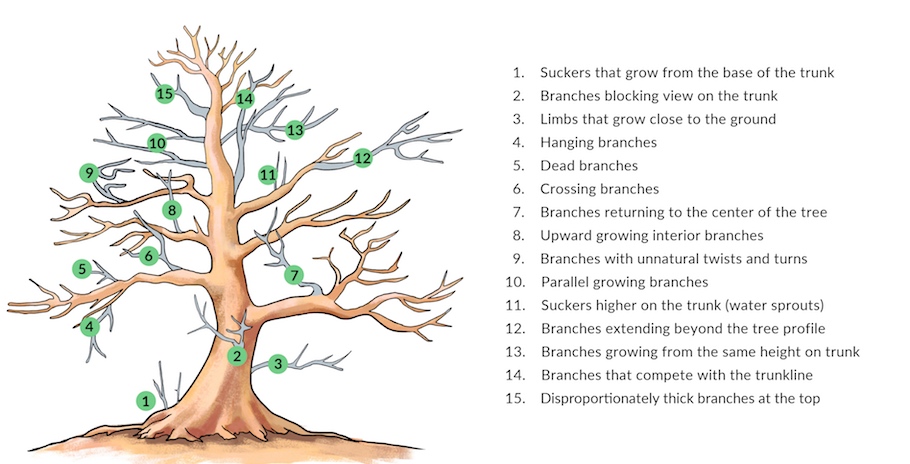 Pruning a Bonsai tree illustration