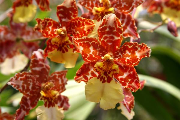 oncidium orchids, caring for orchids