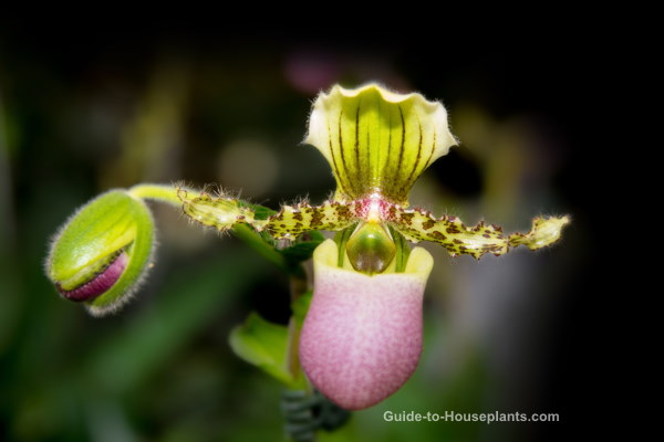 paphiopedilum orchid, lady slipper orchid, caring for orchids