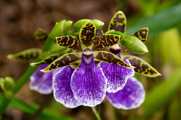 zygopetalum orchids