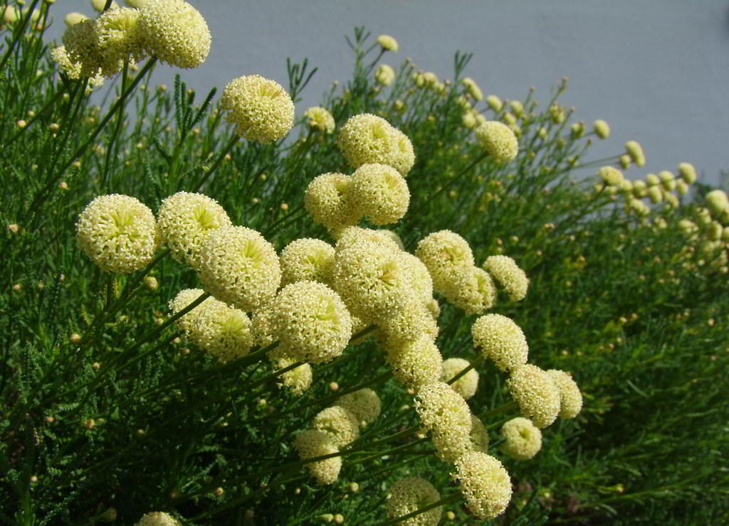 Сантолина. Сантолина Санта. Сантолина зеленая. Сантолина rosmarinifolia. Сантолина оливковая.