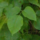 [photo of Eastern Poison Ivy]