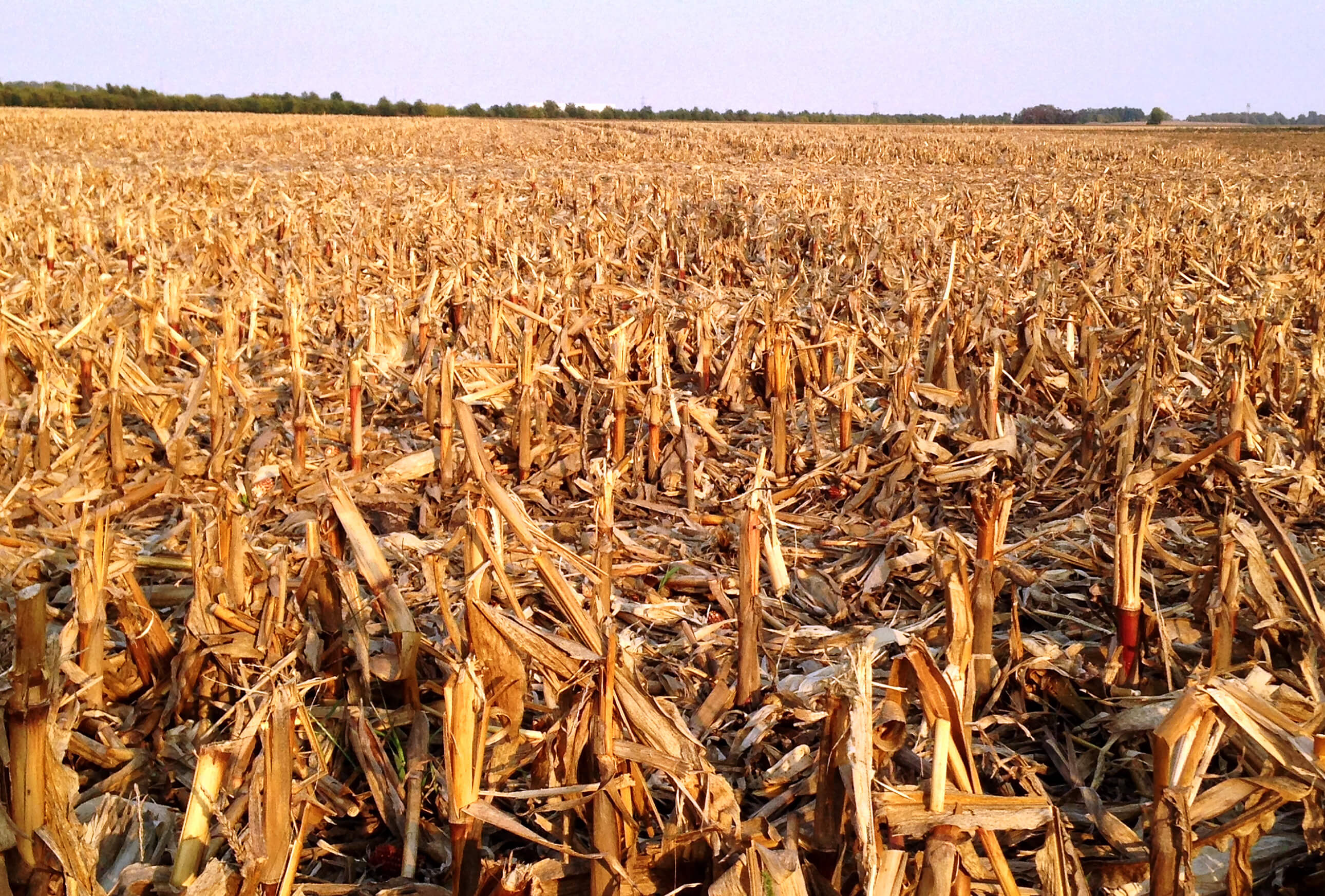 Остатки растительного происхождения. Стерня кукурузы. Кукурузное поле. Поле после уборки урожая. Стерня пшеницы.