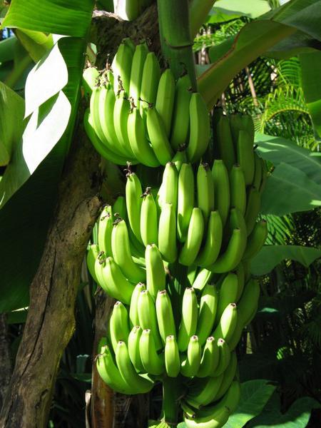 в каких странах растут бананы