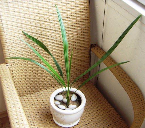 экзотическая финиковая пальма из косточки 
